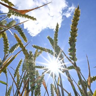 In Rheinland-Pfalz wird es am Dienstag bis zu 34 Grad heiß.