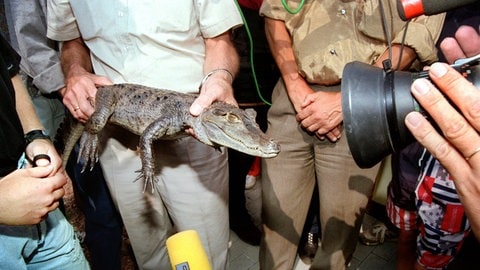 Reptil vor der Linse: Die Jagd nach dem Brillenkaiman Sammy füllte 1994 das mediale Sommerloch.