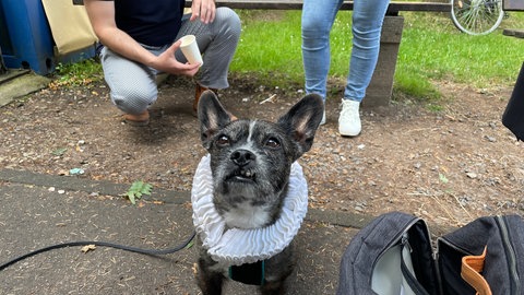 Hund Niko ist am Theater beliebt