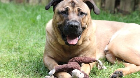 Archie lebt mit seiner Familie in der Nähe von Bad Dürkheim.