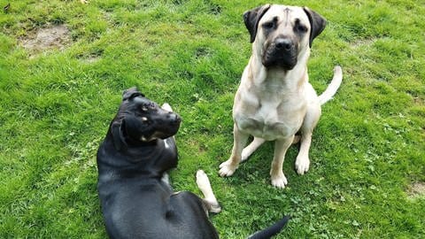 Molly und Nala leben heute bei ihren neuen Familien in Nordrhein-Westfalen.