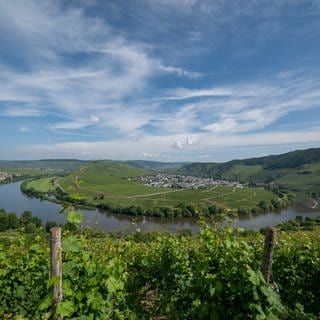 Zarte Wolken schweben über der Gemeinde Trittenheim, der Mosel und den Weinbergen