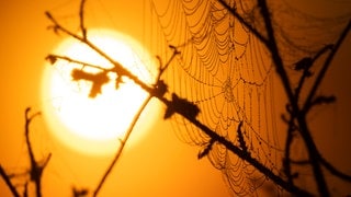 Herbst: Ein Spinnennetz zeichnet sich vor der aufgehenden Sonne und vor Nebelfeldern ab