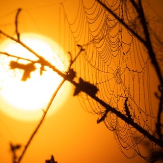 Herbst: Ein Spinnennetz zeichnet sich vor der aufgehenden Sonne und vor Nebelfeldern ab