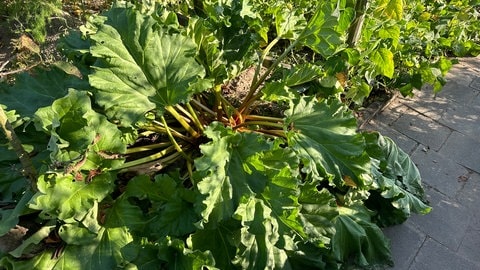 Rhabarber von Hobbygärtner wächst schon aus dem Beet heraus. 