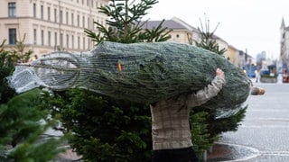 Ein Kunde trägt an einem Verkaufsstand einen Weihnachtsbaum auf der Schulter. In diesem Jahr steigen die Preise für Nordmanntannen.