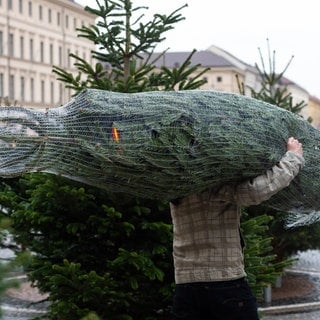 Ein Kunde trägt an einem Verkaufsstand einen Weihnachtsbaum auf der Schulter. In diesem Jahr steigen die Preise für Nordmanntannen.