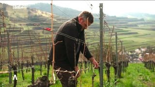 SWA-Serie Bauernproteste: Pestizide im Weinbau
