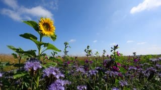 Eine Sonnenblume steht neben einem Kornfeld