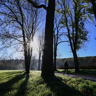 Ein Spaziergänger läuft bei strahlendem Sonnenschein durch eine Allee.