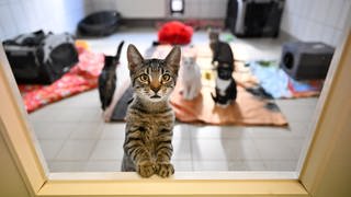 Junge Katzen sind in einem gemeinsamen Zimmer in einem Tierheim untergebracht