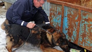 Ein Hundeführer der Polizei hält einen Spürhund an der Leine, der an einer offenen Tasche mit Geldscheinen schnuppert. 