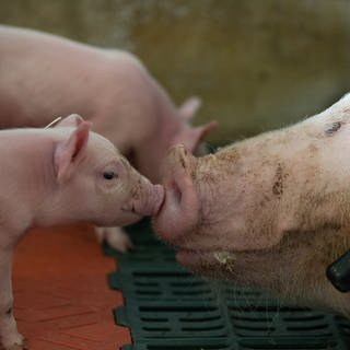 Ferkel werden in einem Schweinemastbetrieb von der Muttersau beschnuppert.