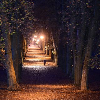 Eine Allee auf der Tübinger Neckarinsel wird in den Abendstunden von Straßenlaternen beleuchtet.