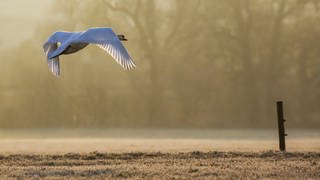 Schwan fliegt über Naturschutzgebiet an der Donau