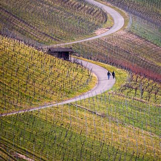 Zwei Menschen machen in den Weinbergen nahe Stuttgart-Uhlbach einen Spaziergang.