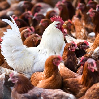 Hühner und ein Hahn stehen in einem Stall. In Baden-Württemberg wird wegen der Vogelgrippe über eine landesweite Stallpflicht diskutiert. 