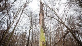 Ein toter Baum steht in einem Waldstück in Stuttgart-Zuffenhausen. (Archivfoto)