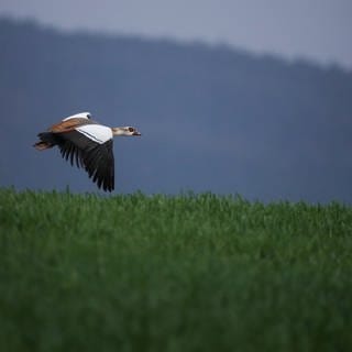 Eine Nilgans fliegt in einem Naturschutzgebiet über ein Feld.