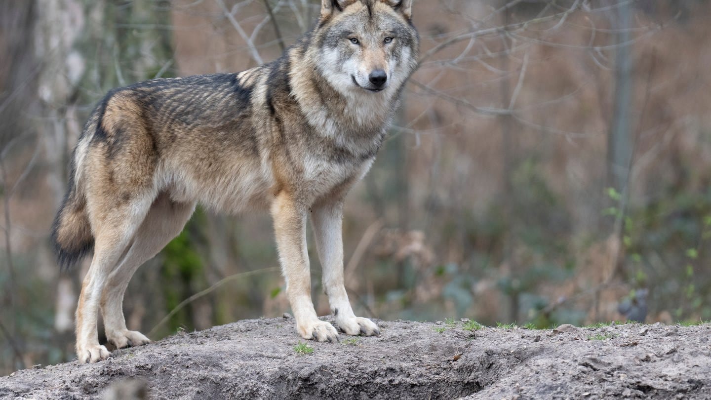 Ein Wolf steht in seinem Gehege im Tierpark. In freier Wildbahn nimmt die Zahl der Wölfe deutschlandweit kontinuierlich zu.