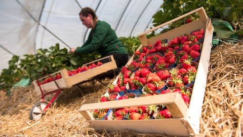 Eine Erntehelferin pflückt auf einem Feld in einem Folientunnel erste reife Erdbeeren.