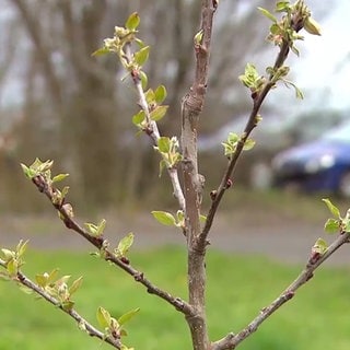 Apfelbaum für Mordechai