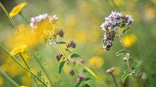 Eine bunte Hummel sitzt in einer Wiese, die in der Stuttgarter Wilhelma extra für Wildbienen angelegt wurde (Archivbild). 