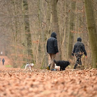 Spaziergänger auf einem Waldweg mit winterlich kahlen Bäumen. 