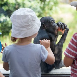 Kinder betrachten im zoologisch-botanischen Garten Wilhelma ein Bonobo-Junges durch eine Scheibe.