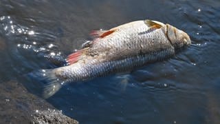 Ein toter Fisch liegt auf Steinen im flachen Wasser.