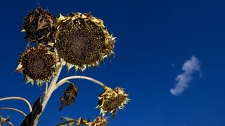 Ausgetrocknete Sonnenblumen stehen auf einem Feld am Rand von Ravensburg. 