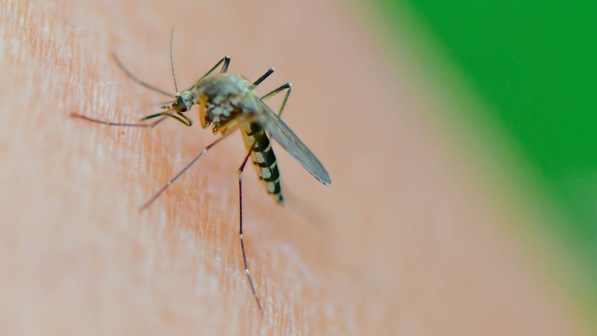 Mückenplage am Bodensee: Was der Klimawandel damit zu tun hat