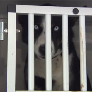 Hund hinter Gittern