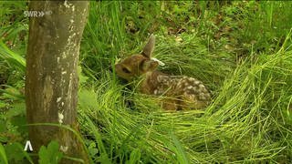 Rehkitz liegt im Gras