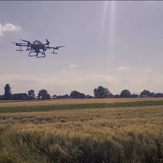 eine Drohne schwebt über einem Weizenfeld