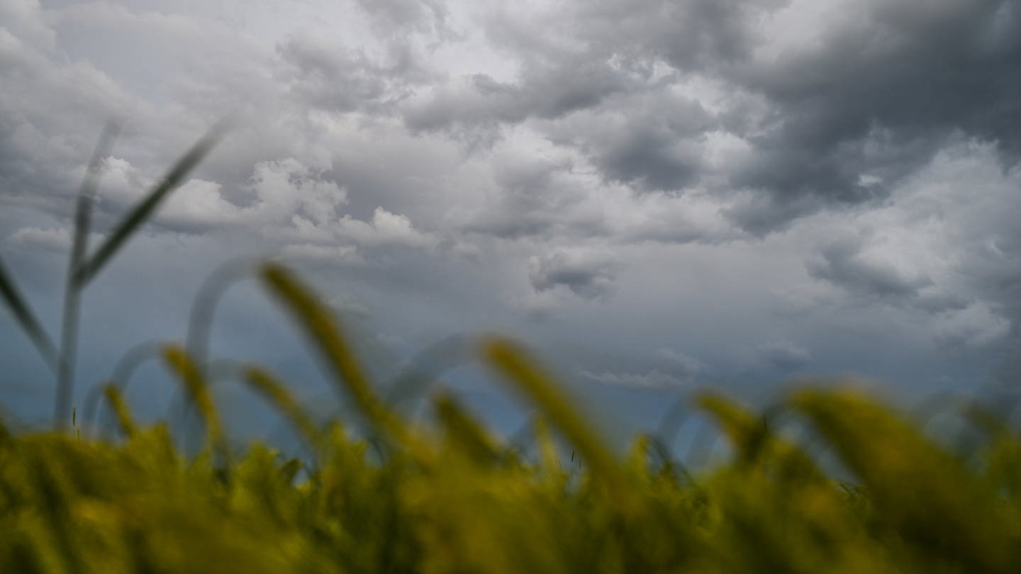 Dunkle Wolken ziehen über einem Weizenfeld am Himmel auf. Am Abend war es in Teilen Baden-Württembergs zu Unwettern gekommen. Baden-Württemberg ist von schweren Unwetterschäden weitgehend verschont geblieben.