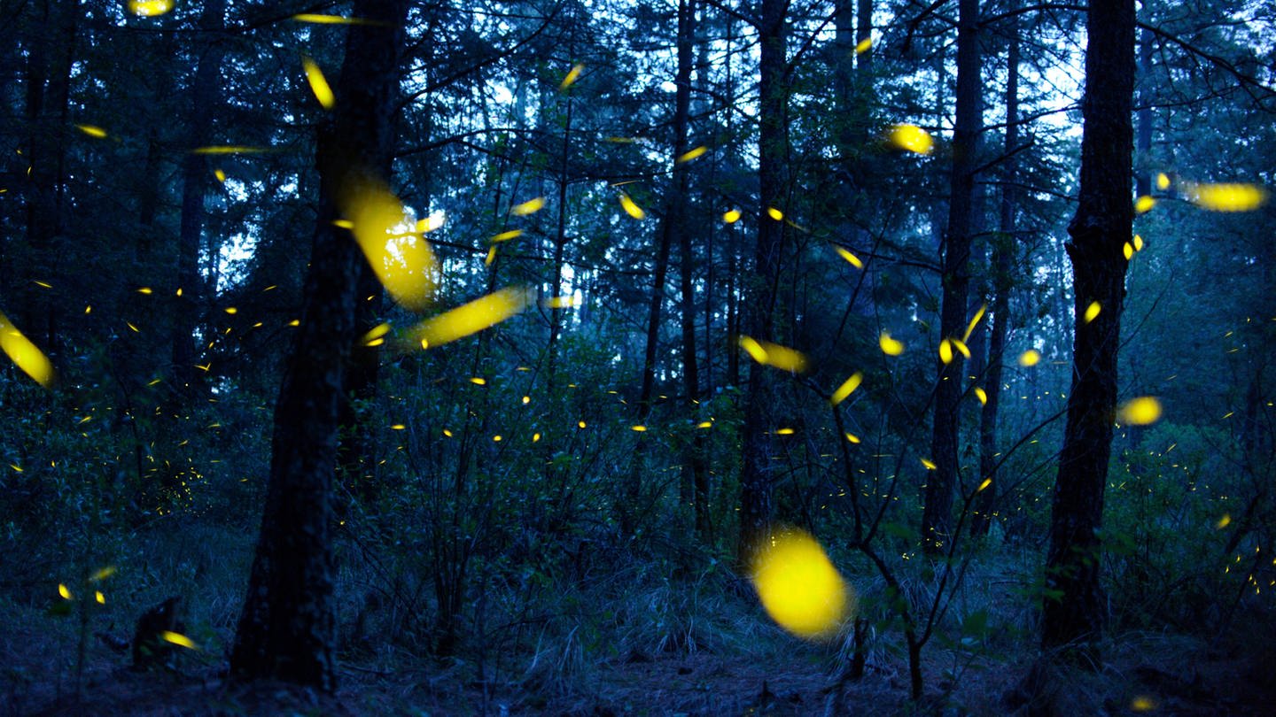 Glühwürmchen schwirren im Wald in der Dämmerung.