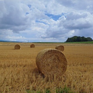 Strohballen auf einem Feld