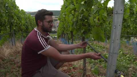 Elias Lehr kontrolliert das Bewässerungssystem im Weinberg seiner Familie.