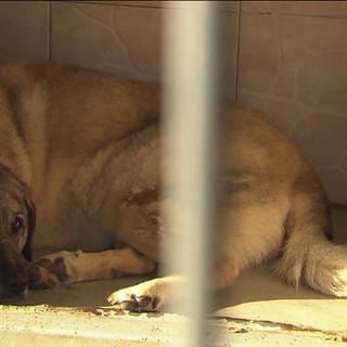 ein Hund liegt im Schatten in einem Tierheim