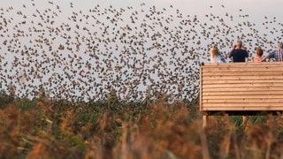 Hunderte Starefliegen über dem Federsee