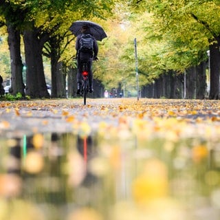 Ein Radfahrerin fährt mit einem Regenschirm durch eine herbstlich verfärbte Allee (Symbolbild).