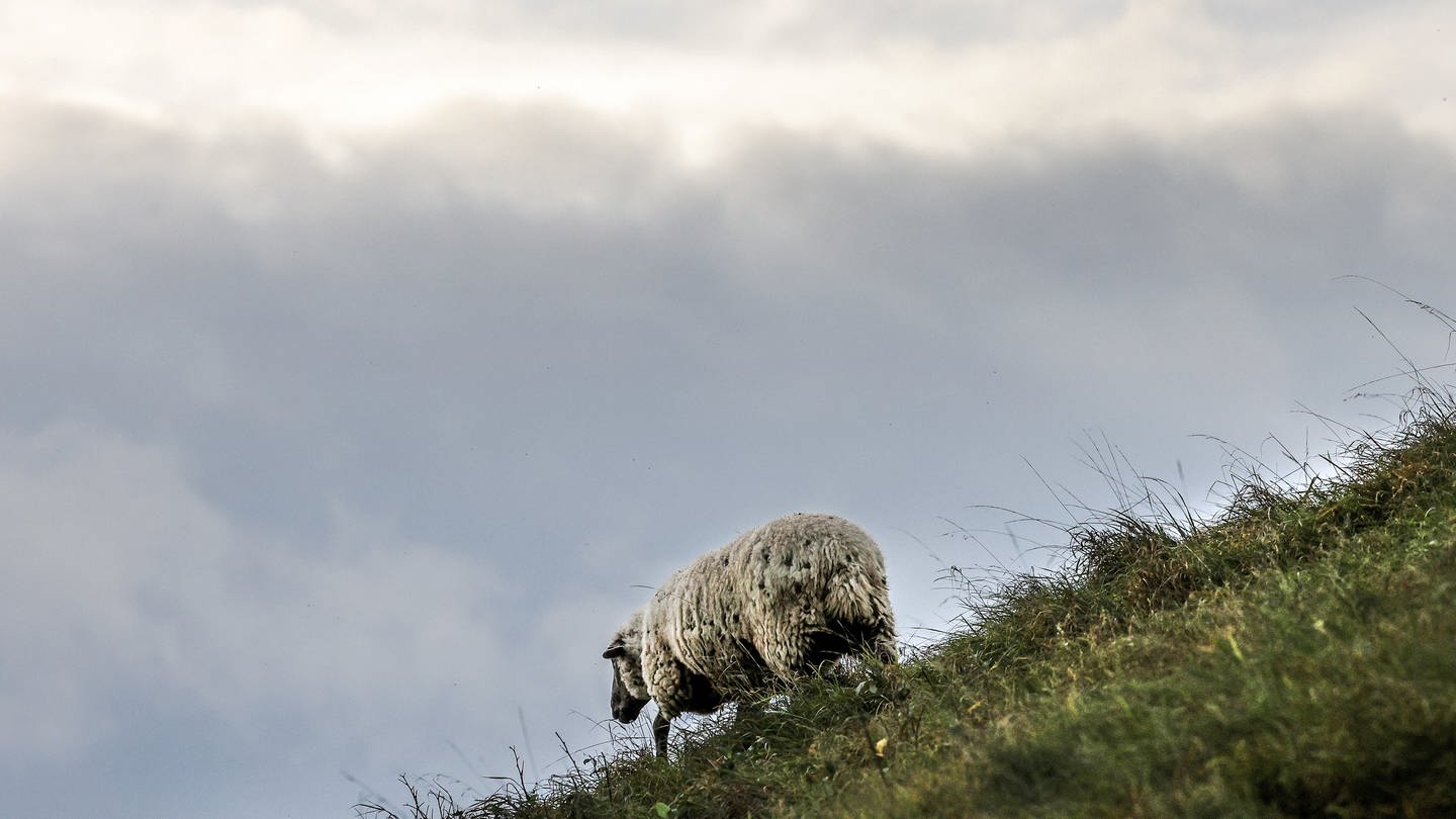 Ein Schaf läuft in Langenenslingen-Friedingen (Kreis Biberach) auf der Schwäbischen Alb einen Berg hinab, während im Hintergrund Regenwolken aufziehen.