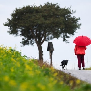 Eine Frau geht im Regen mit ihrem Hund nahe Riedlingen (Kreis Biberach) spazieren. In den Herbstferien wird das Wetter in Baden-Württemberg wechselhaft.