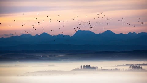 Ein großer Schwarm Zugvögel ist am Morgen unterwegs in Richtung Süden (Archiv)