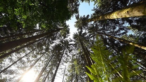 Durch Bäume im Nationalpark Schwarzwald scheint die Sonne.