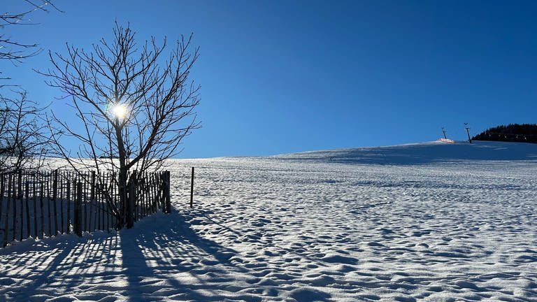 Nordlichter im Südwesten: In Hinterzarten (Kreis Breisgau-Hochschwarzwald) werden Islandpferde gezüchtet – seit 1972. 