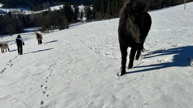 Nordlichter im Südwesten: In Hinterzarten (Kreis Breisgau-Hochschwarzwald) werden Islandpferde gezüchtet – seit 1972. 