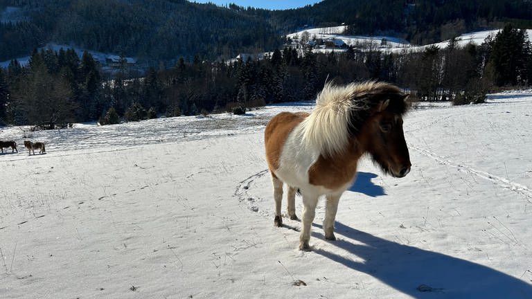 Nordlichter im Südwesten: In Hinterzarten (Kreis Breisgau-Hochschwarzwald) werden Islandpferde gezüchtet – seit 1972. 