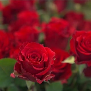 rote Rosen in Nahaufnahme